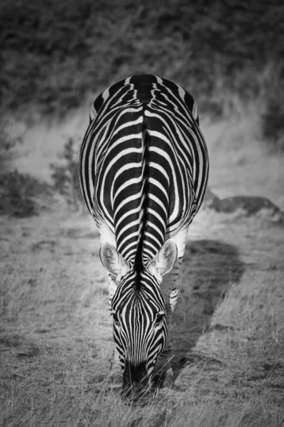 Zèbre Dans Savane Kenya — Photo