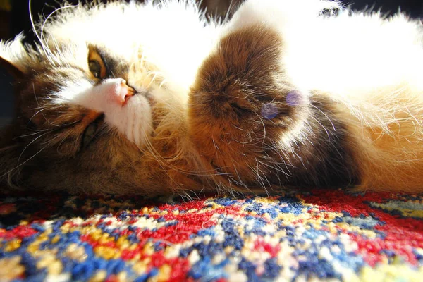 Closeup Brown Furry Cats Laying Carpet — Fotografia de Stock