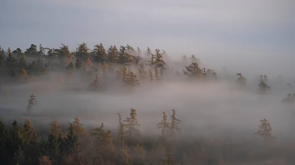 Outono Paisagem Com Árvores Nevoeiro — Fotografia de Stock