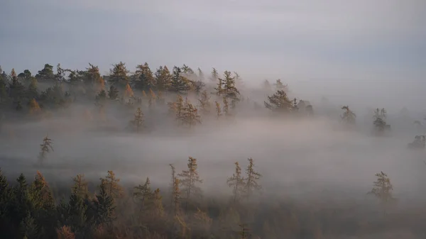 Paisaje Otoñal Con Árboles Niebla —  Fotos de Stock