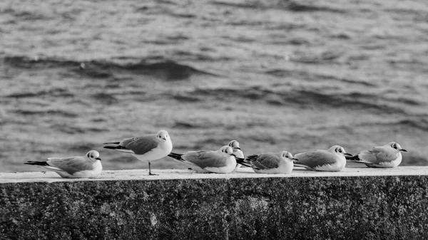 Gaivotas Lago — Fotografia de Stock