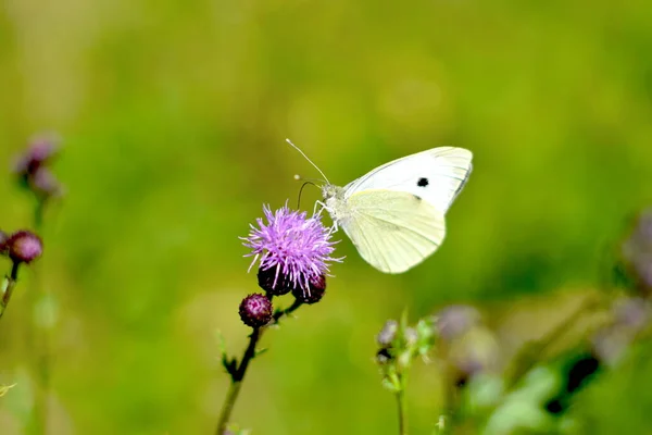 Mariposa Una Flor — Foto de Stock