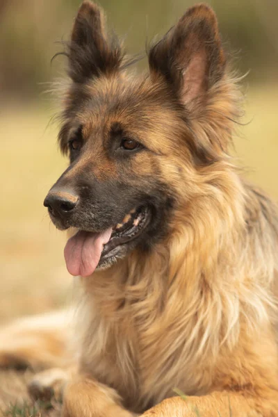 Güzel Bir Köpeğin Portresi — Stok fotoğraf