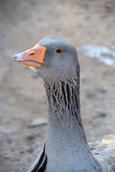 Close White Goose Head — Foto Stock