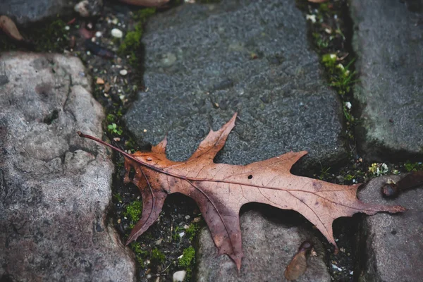 Autumn Leaves Ground — Stock Photo, Image