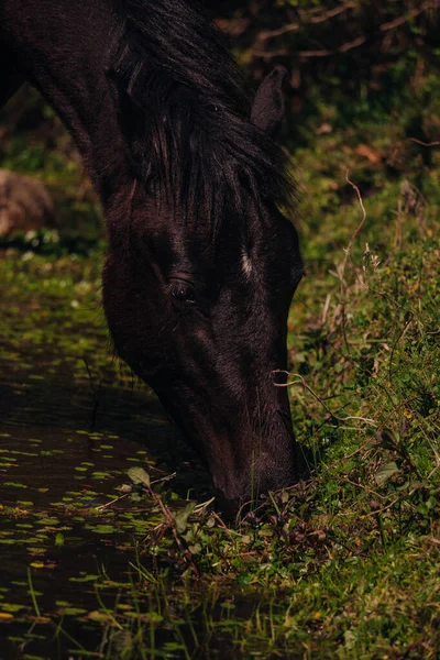 Häst Betesmarken — Stockfoto
