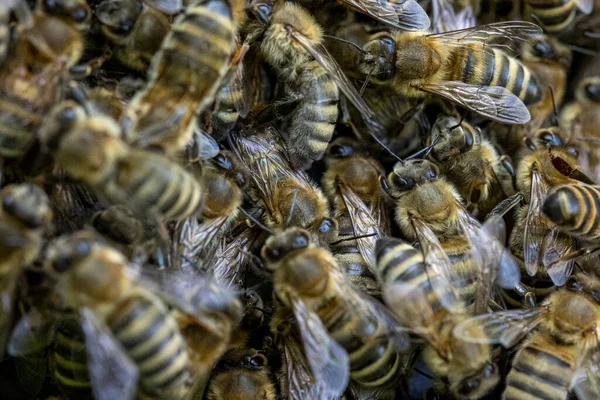 Zbliżenie Pszczół Plastrze Miodu — Zdjęcie stockowe