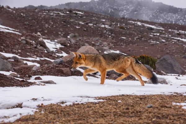Wild Fox Snow — Fotografia de Stock