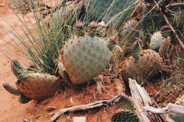 Cactus Desierto —  Fotos de Stock