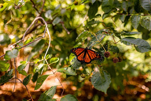 Hermosa Mariposa Sobre Una Hoja Verde — Foto de Stock