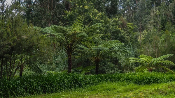 Palm Tree Tropical Forest Green Trees Spring Flora Nature —  Fotos de Stock