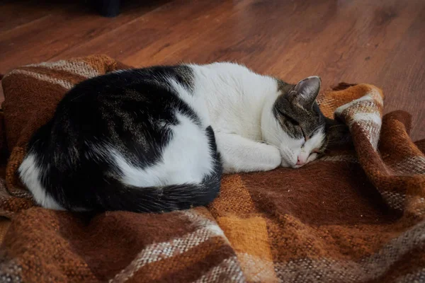 Gato Bonito Deitado Chão — Fotografia de Stock