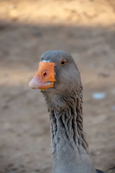 Porträt Einer Schönen Weißen Gans — Stockfoto