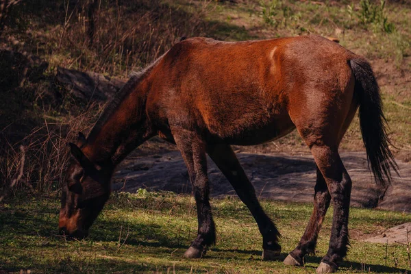 Vacker Bild Brun Häst Ett Fält — Stockfoto