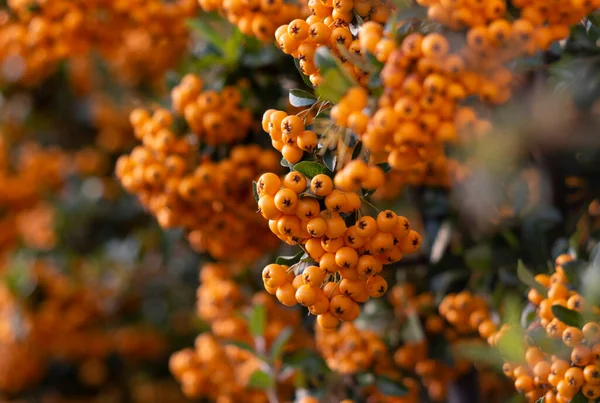 Autumn Background Ripe Berries Rowan — Stok fotoğraf