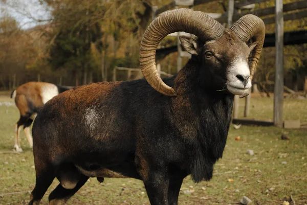 Selective Focus Shot European Mouflon Farm — Zdjęcie stockowe