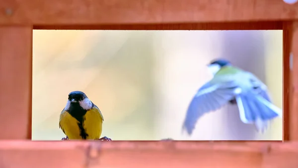 Pájaro Sienta Sobre Una Mesa Madera Con Fondo Azul Del —  Fotos de Stock