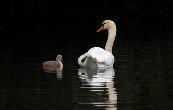 Cisne Blanco Lago — Foto de Stock