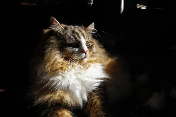 Closeup Brown Furry Cats Laying Carpet — Fotografia de Stock