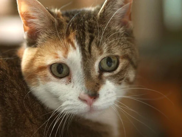 Büyük Gözlü Bir Kedi — Stok fotoğraf