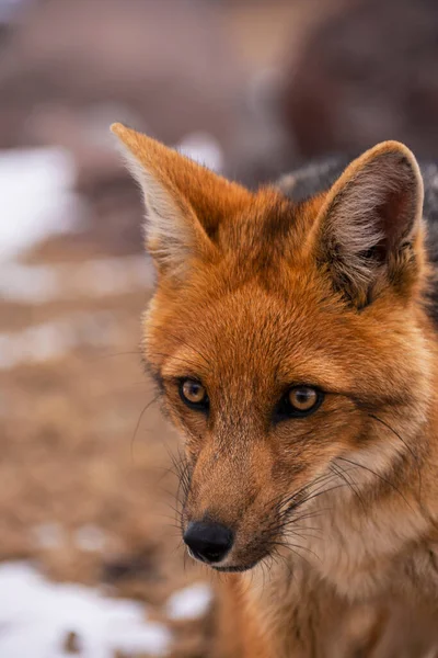 Renard Roux Dans Forêt — Photo