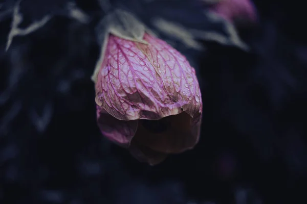 Piękne Botaniczne Ujęcie Naturalna Tapeta — Zdjęcie stockowe