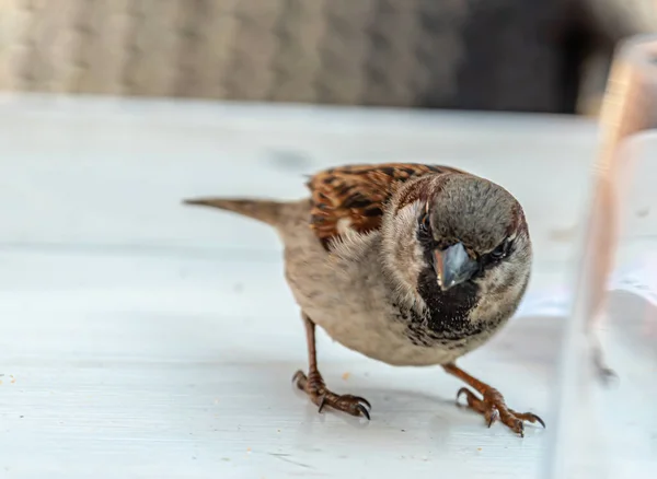 Moineau Debout Sur Table Bois — Photo