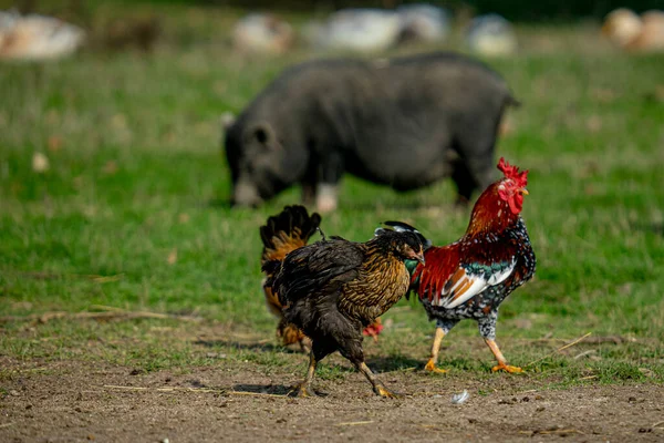 Hühner Und Hühner Auf Dem Hof — Stockfoto