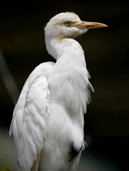 Weißer Vogel Vogelpark Kuala Lumpur November 2017 — Stockfoto
