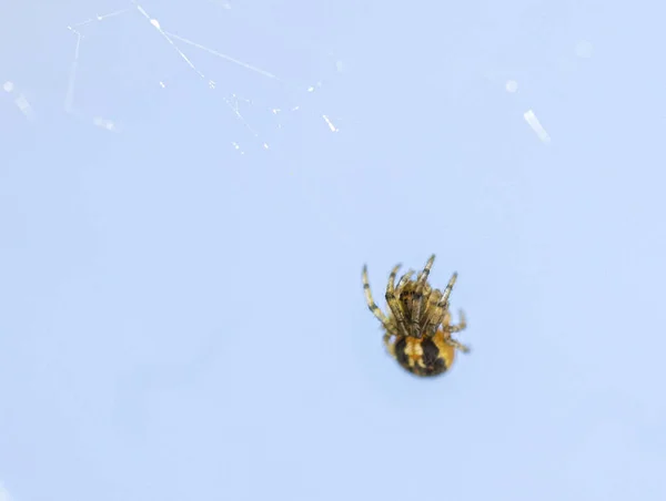 Toile Araignée Sur Fond Blanc — Photo