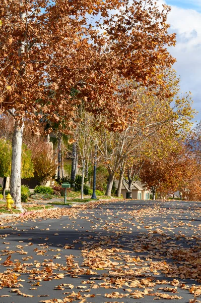 Herbstlandschaft Mit Bäumen Und Blättern — Stockfoto