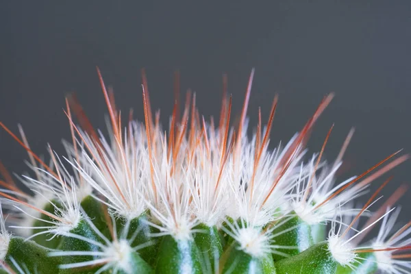 Closeup Shot Green Prickly Cactus Grey Background — Stockfoto