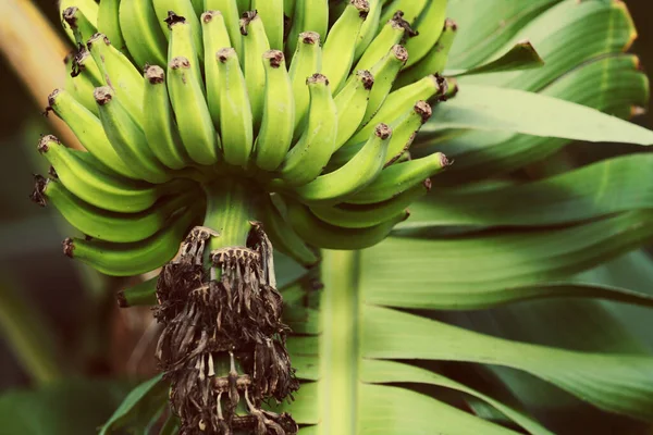 Банановое Дерево Саду — стоковое фото