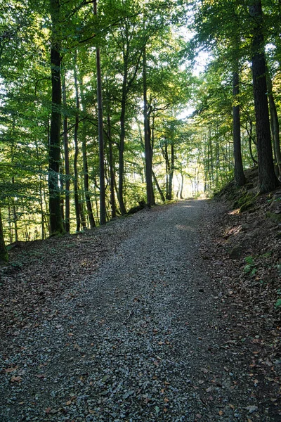 Belle Vue Sur Sentier Parc — Photo