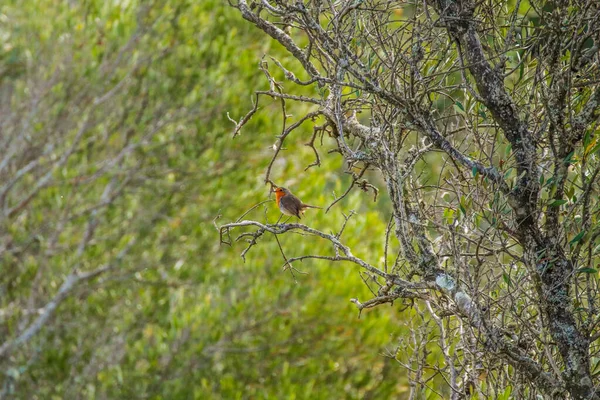 Oiseau Sur Arbre Dans Forêt — Photo