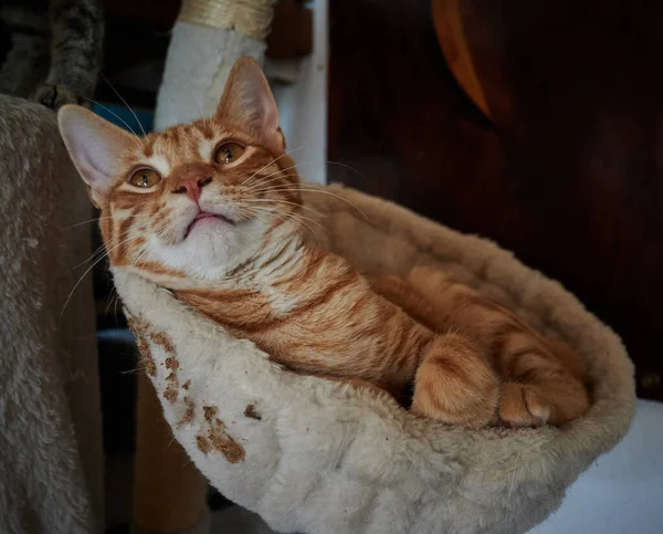 Katze Zimmer — Stockfoto