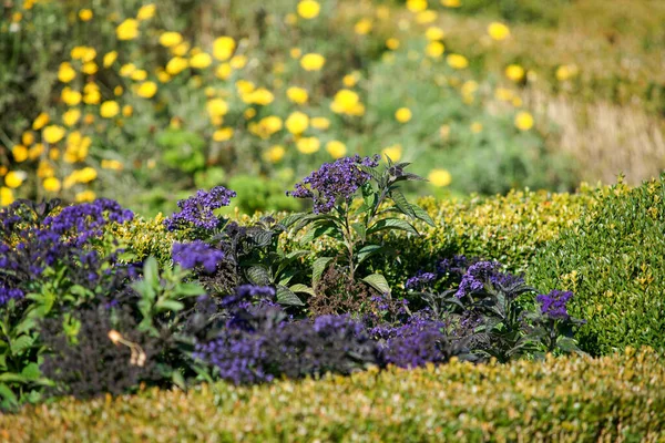 Mooie Bloemen Tuin — Stockfoto