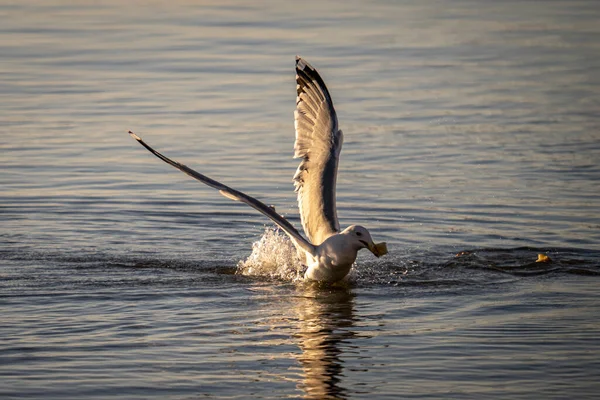 Pássaro Branco Com Asas Água Rio — Fotografia de Stock