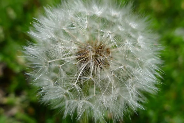 Semillas Diente León Sobre Fondo Verde —  Fotos de Stock