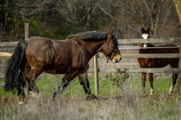 Hästar Betesmark — Stockfoto