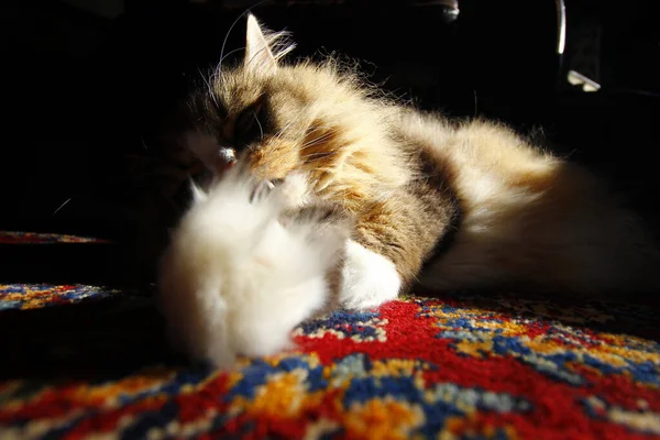 Closeup Brown Furry Cats Laying Carpet — Foto de Stock