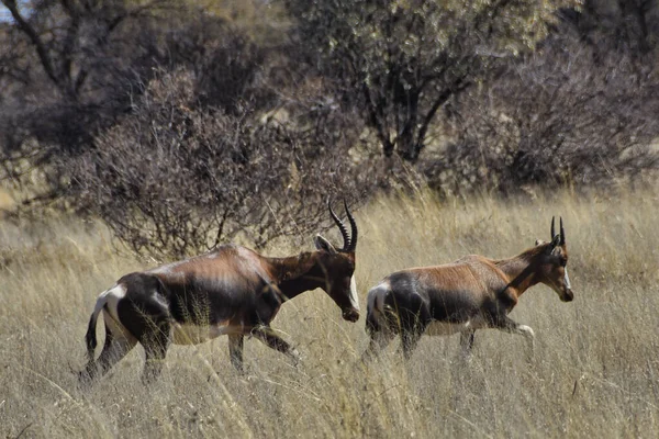 肯尼亚大草原上的一头白尾鹿 — 图库照片