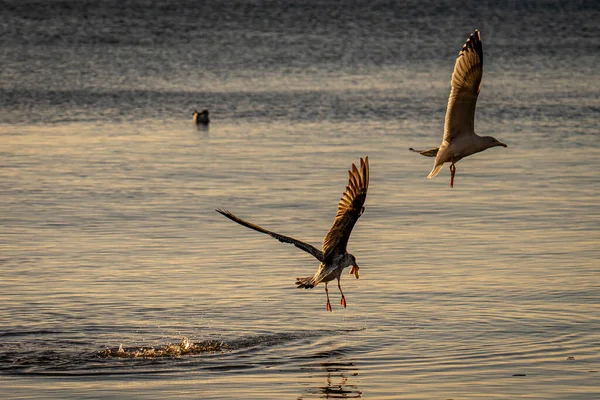 水上を飛ぶカモメや鳥 — ストック写真