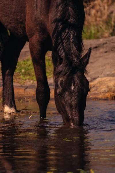 Лошадь Воде — стоковое фото