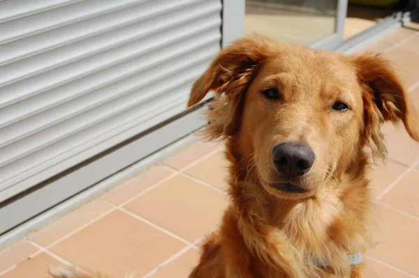 Retrato Lindo Perro — Foto de Stock