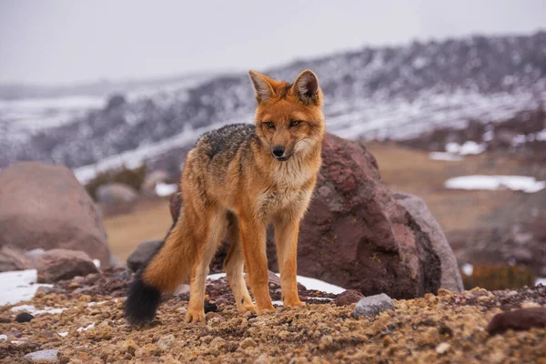 a closeup shot of a cute furry wolf standing on a rock