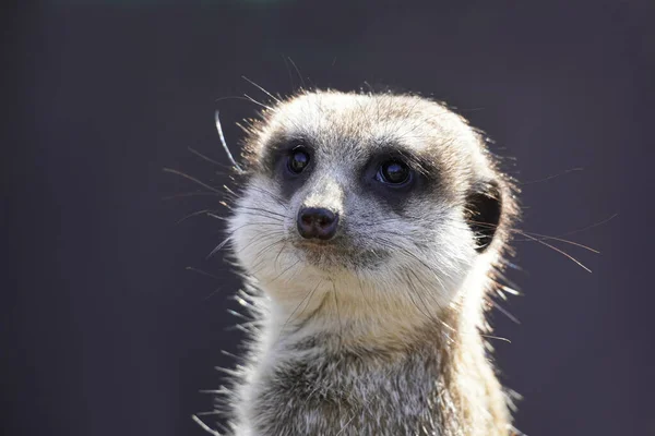 Closeup Shot Cute Meerkat Blurred Background — стоковое фото