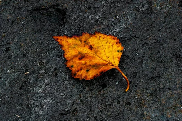 地面に紅葉 — ストック写真