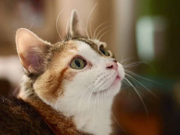 Potret Seekor Kucing Yang Lucu — Stok Foto