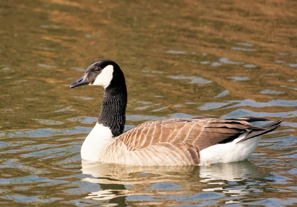Goose Floating Water Canada — Φωτογραφία Αρχείου